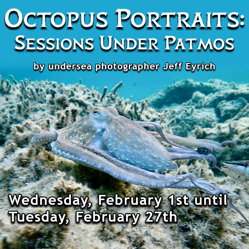Octopus Portraits: Sessions Under Patmos by undersea photographer Jeff Eyrich