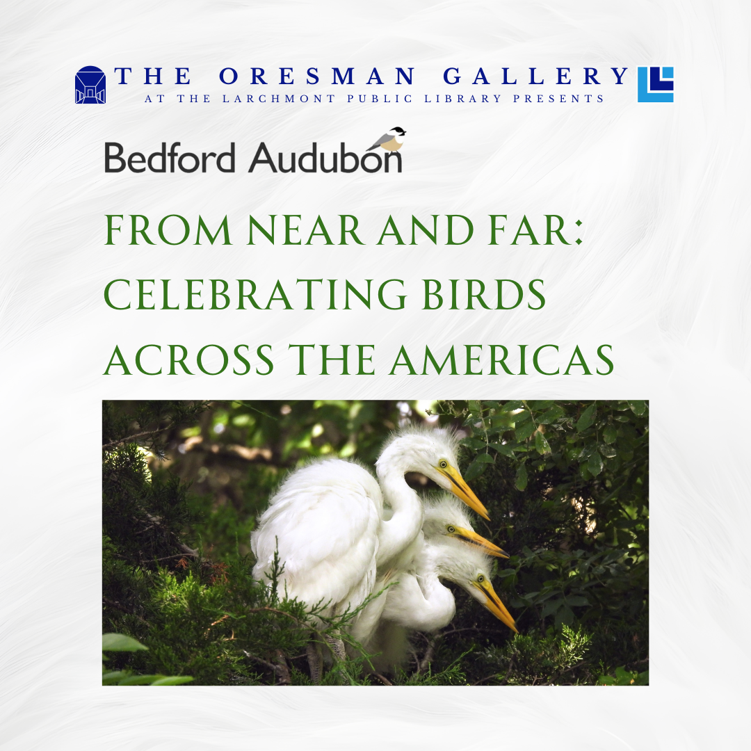 Bedford Audubon: From Near and Far: Celebrating Birds Across the Americas